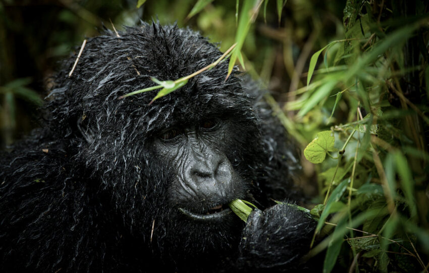 4 day Gorilla trekking