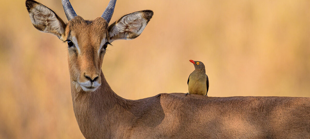 Tanzania's breathtaking wilderness