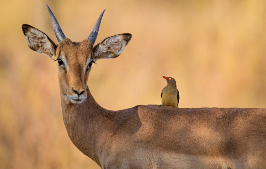 Tanzania's breathtaking wilderness