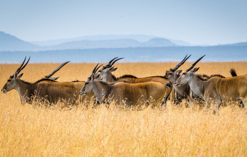 antelopes grazing