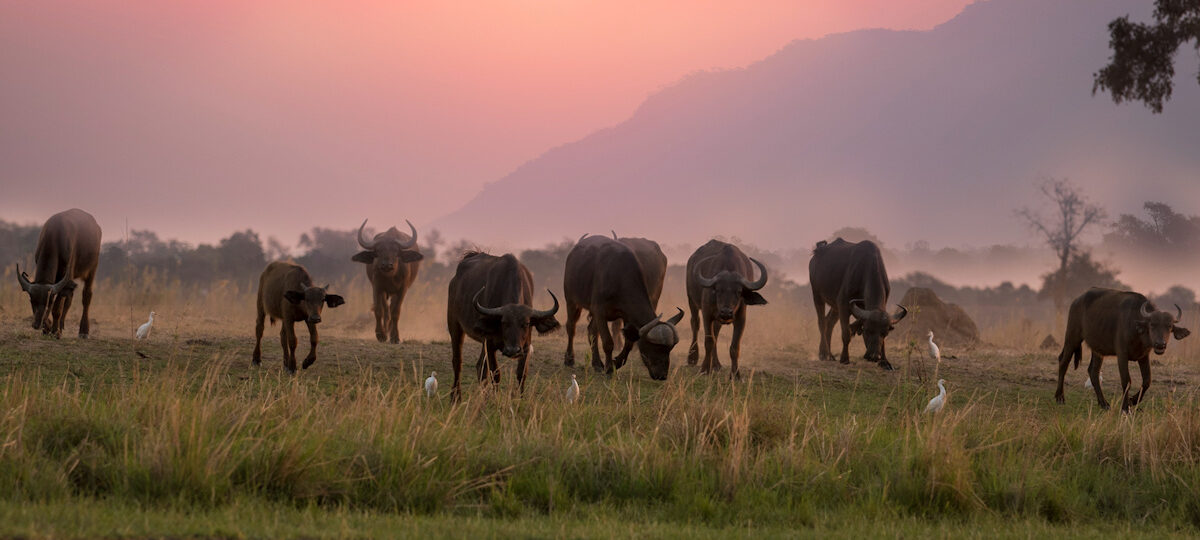 Calving Season Ndutu Area,buffalos grazing