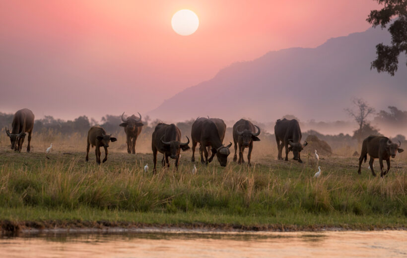 The Great Migration, Calving Season, Ndutu Area