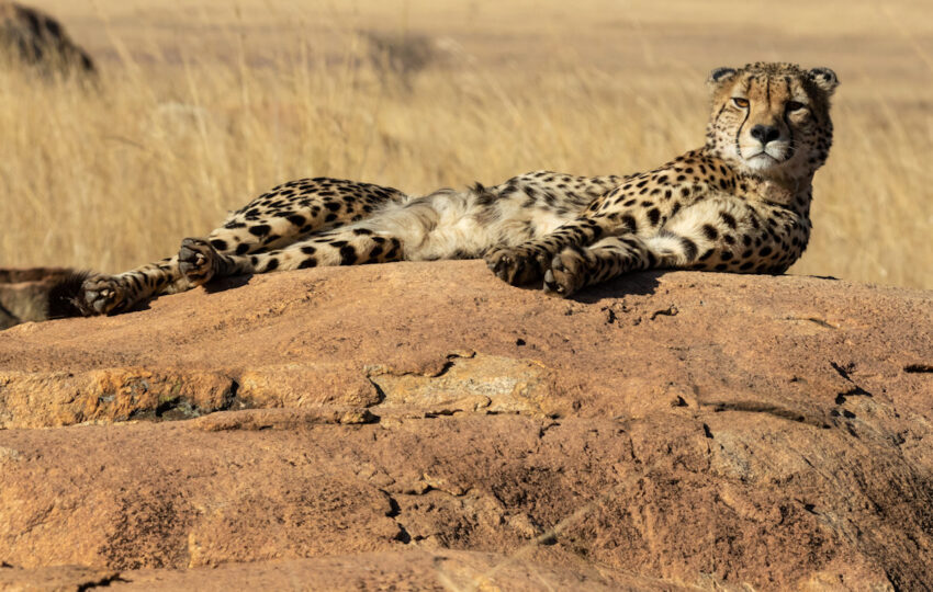 Cheetah relaxing