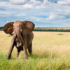 Daring Mara River Crossing, Elephant charging