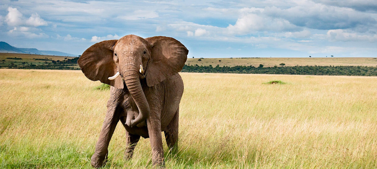 Daring Mara River Crossing, Elephant charging