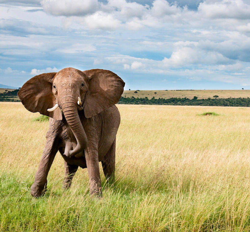 Daring Mara River Crossing, Elephant charging