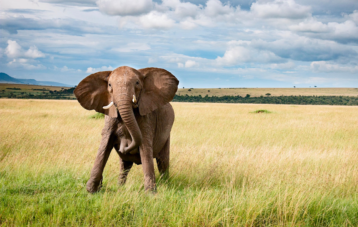 The Daring Mara River Crossing of the Great Migration | DeMi Tours & Travel