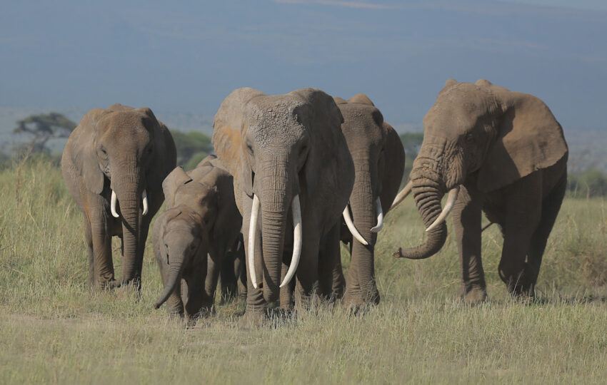 Elephant family