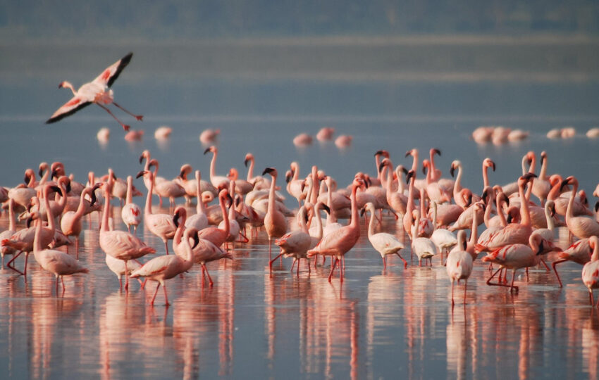 flamingos