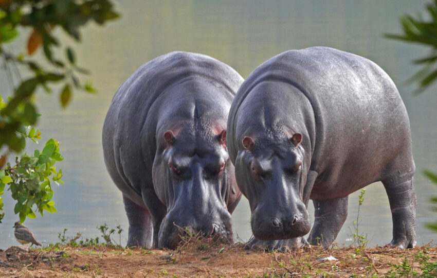 Hippos