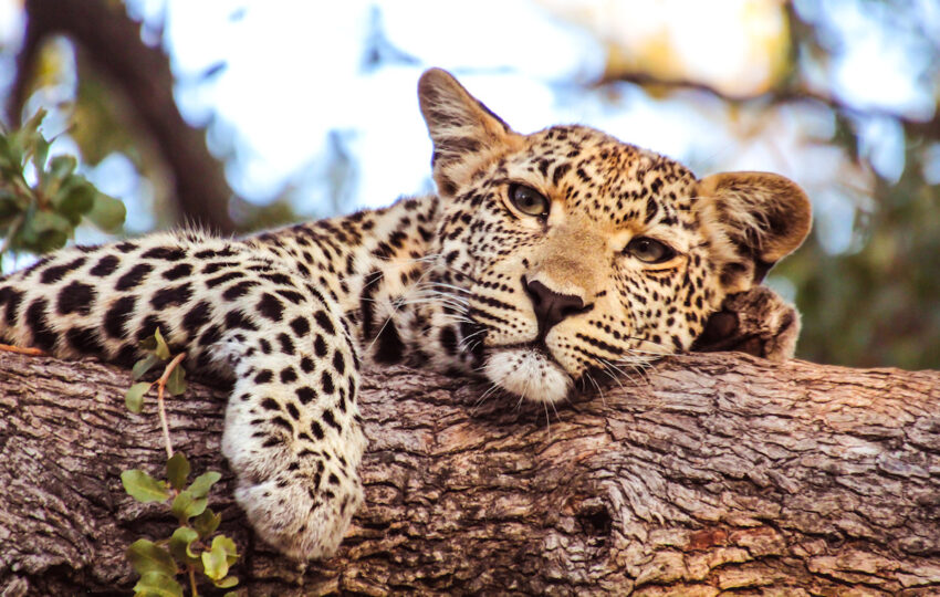 leopard resting