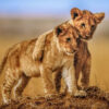 Great Annual Migration Trek, lion cubs bromance