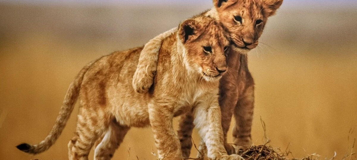 Great Annual Migration Trek, lion cubs bromance