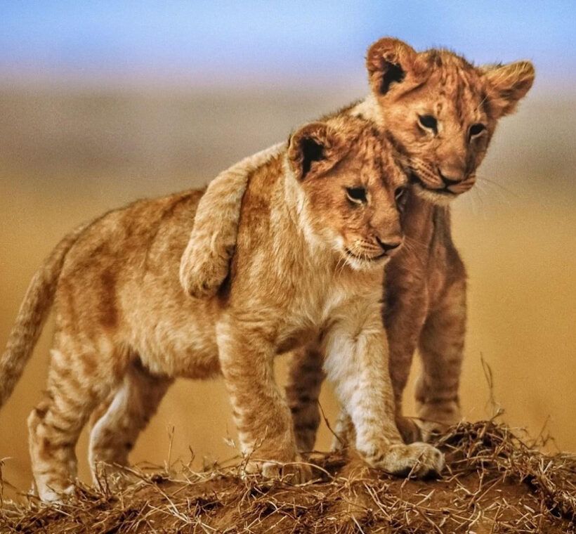 Great Annual Migration Trek, lion cubs bromance