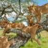 Journey to Tanzania, Tree Lions