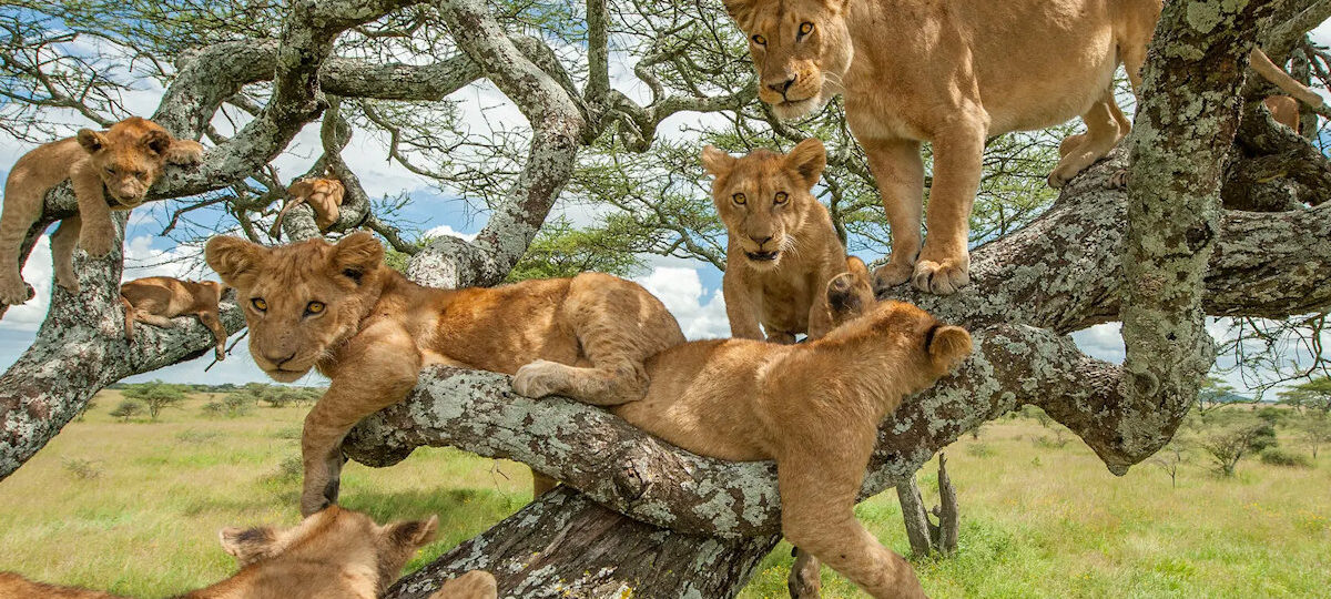 Journey to Tanzania, Tree Lions