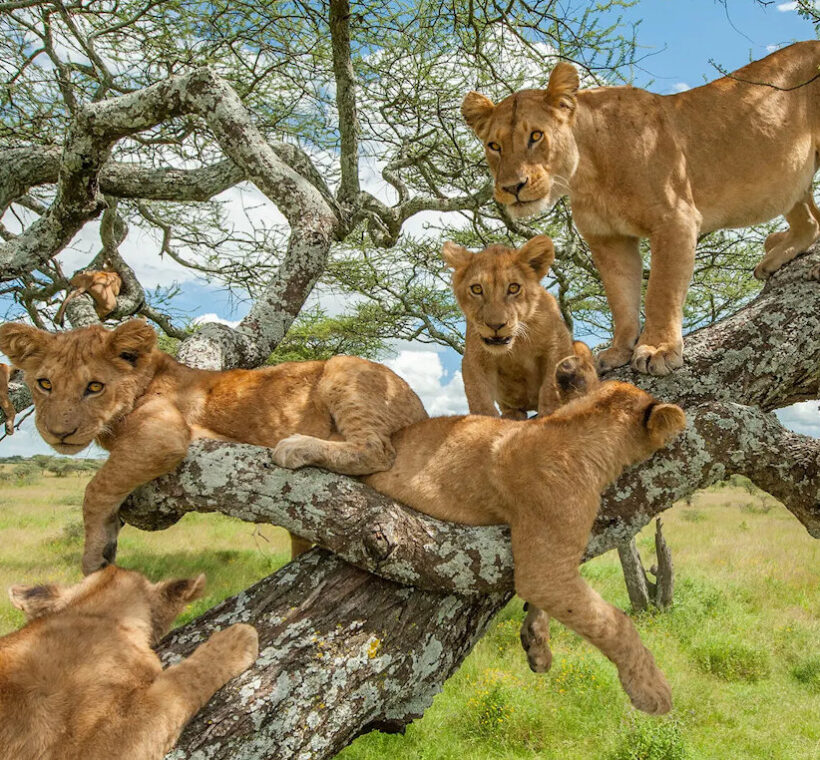 Journey to Tanzania, Tree Lions