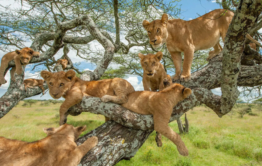 Journey to Tanzania, Tree Lions