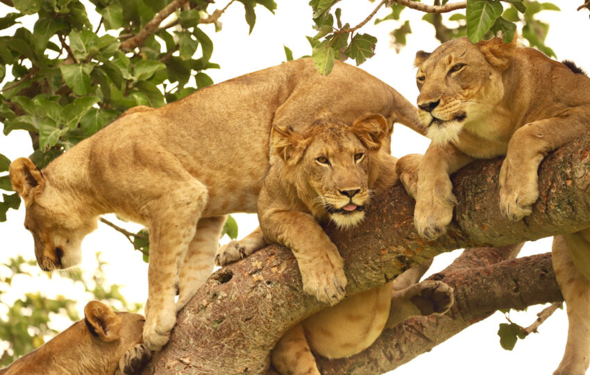 Tree Lions