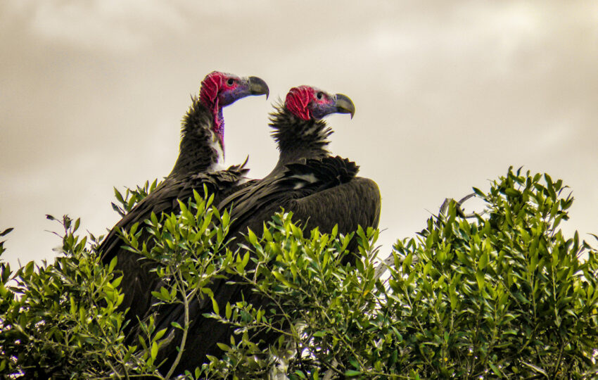 Vultures