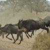 wildbeest running. Grumeti River Crossing