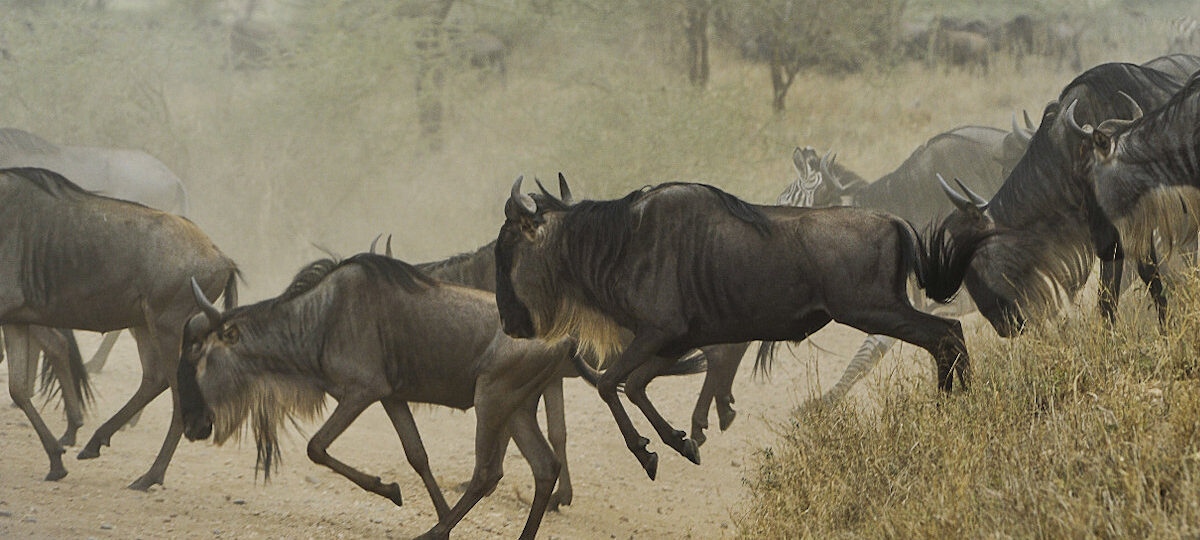 wildbeest running. Grumeti River Crossing