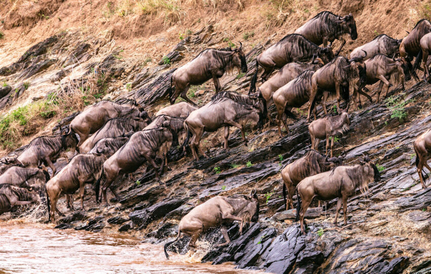 wildbeest river crossing