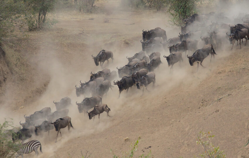 wildbeest river crossing