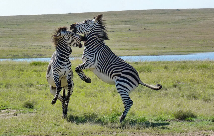 Zebras romance