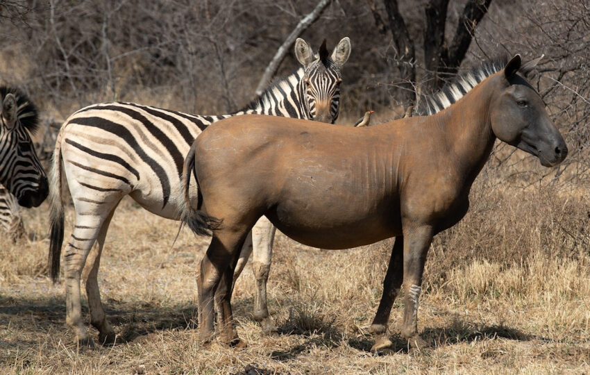 Zebra albino ?