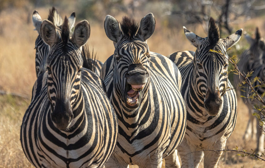 Zebras