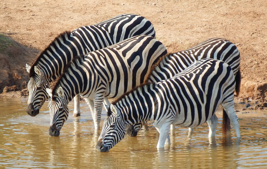 zebra drinking