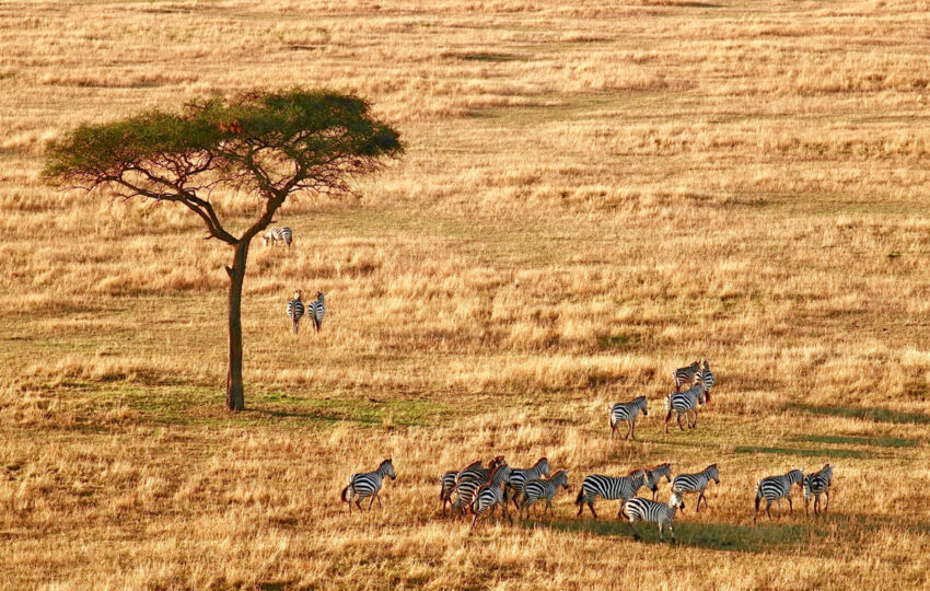 zebra is grazing