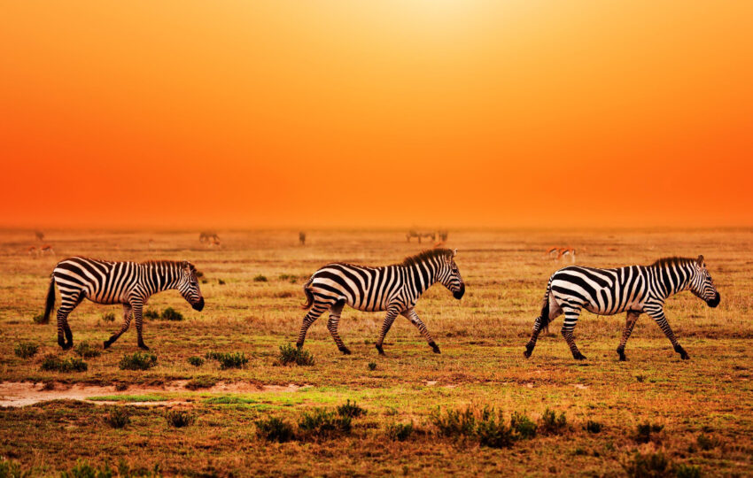 zebra dusk