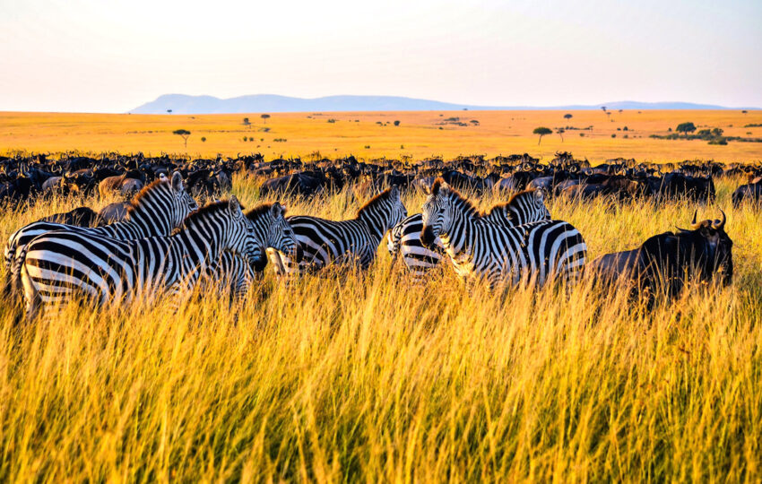 zebras and wildbeest