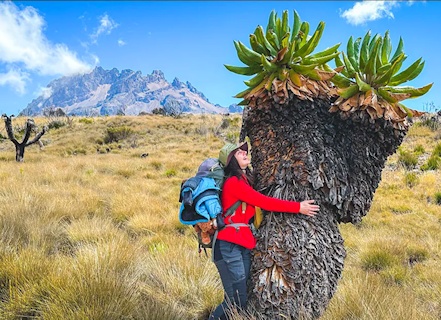 Journey up Mt.Kilimanjaro