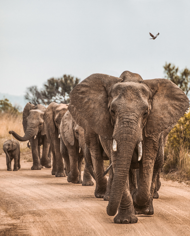 Cross Border Safaris