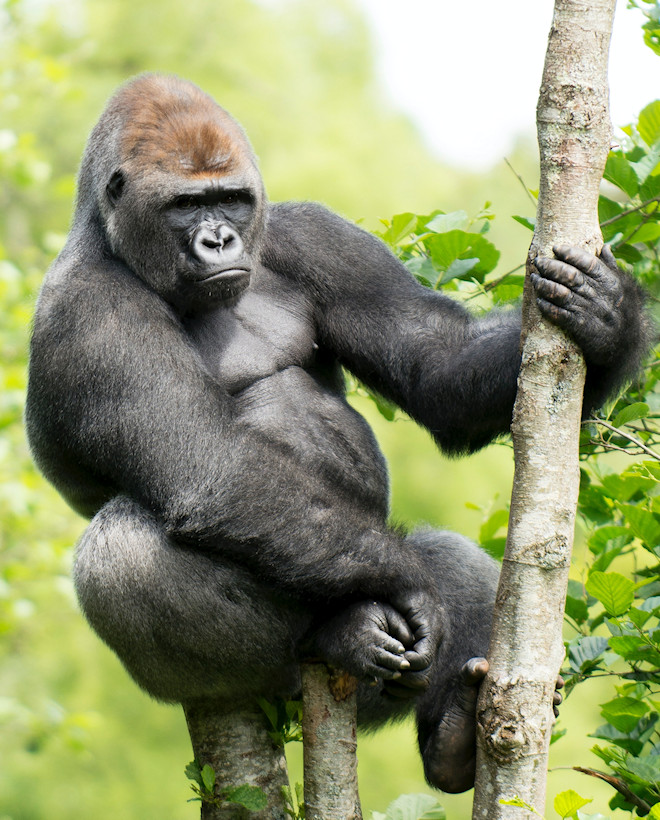 Gorilla and Chimp Trekking