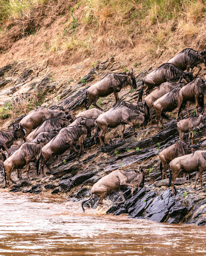 Migration Safaris